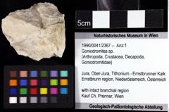 Foto (Objket + Etiketten) von Goniodromites sp. 